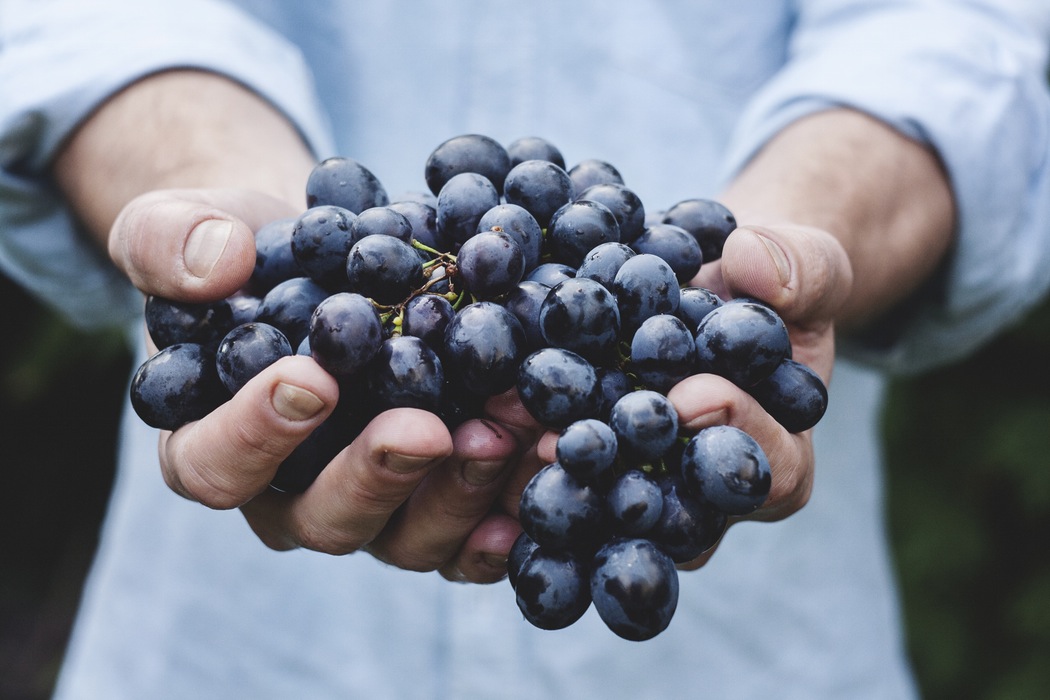 Grapes Are Delicious